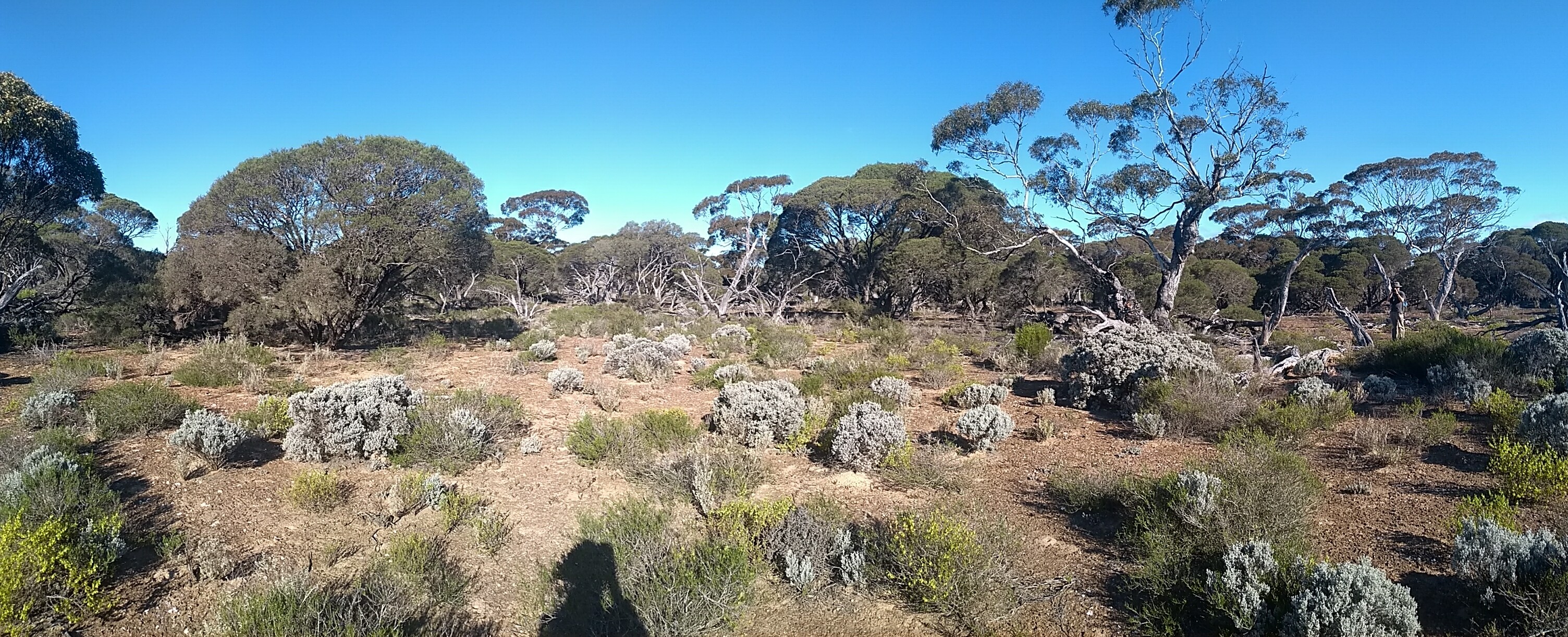 The fall area is a mix of densily wooded patches and more open clearings (suitable for searching).